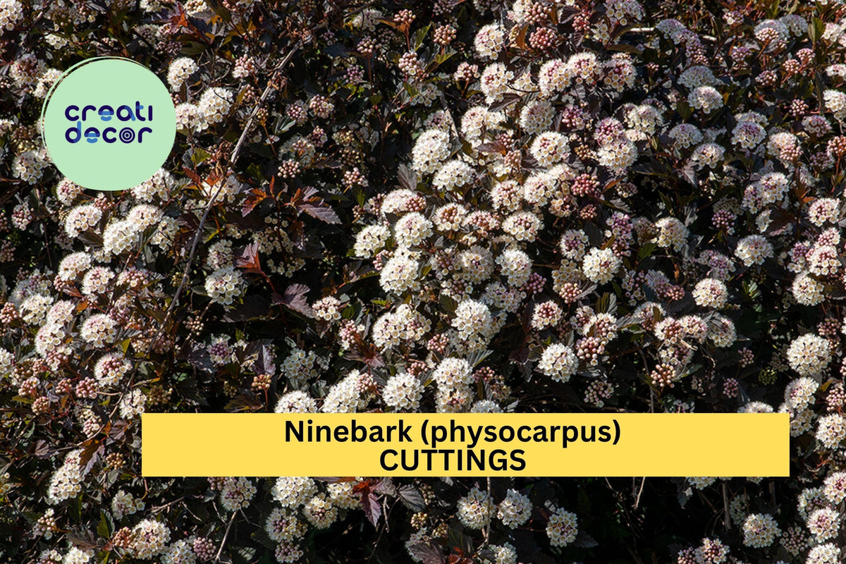 Summer Wine Ninebark Cuttings Set of 5 - Deep Burgundy Foliage Shrub for Landscape & Garden Borders - Physocarpus opulifolius