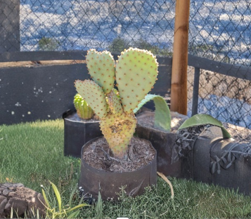 Beavertail Cactus Pad Cutting - 1 Live Unrooted Opuntia basilaris for Desert Garden or Container Growing, Pink Flowers