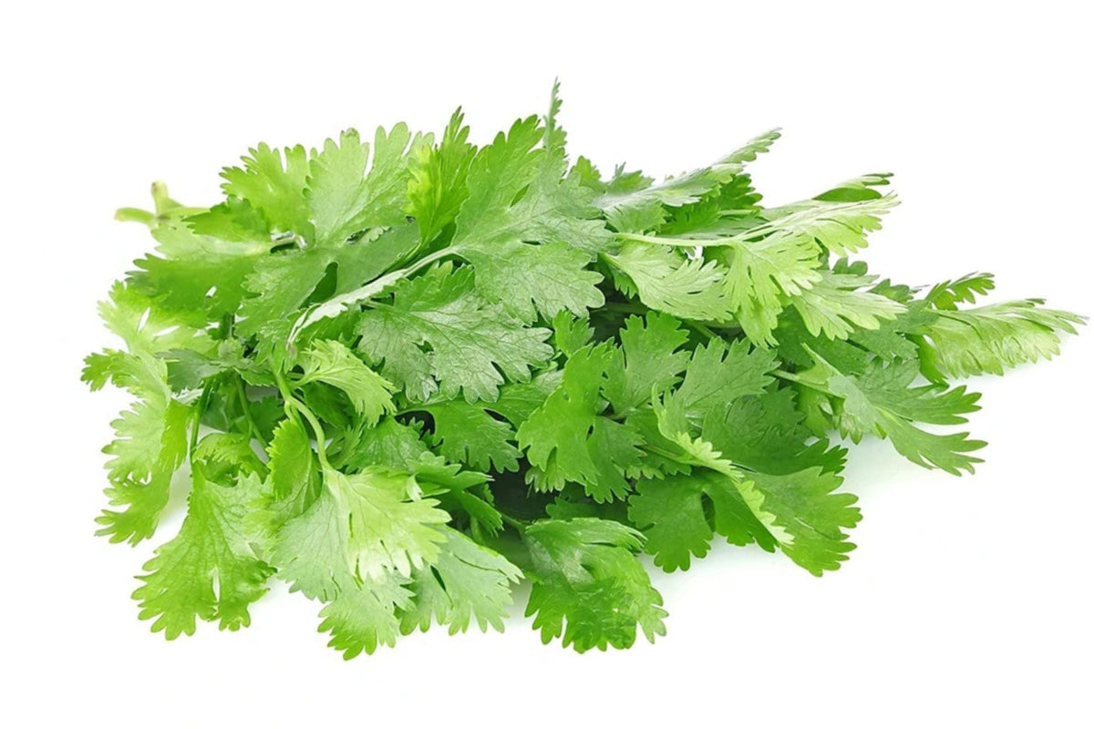Organic Cilantro Seeds - 150+ Non-GMO Slow Bolt Variety - Coriandrum sativum - Perfect for Home Gardening and Culinary Use