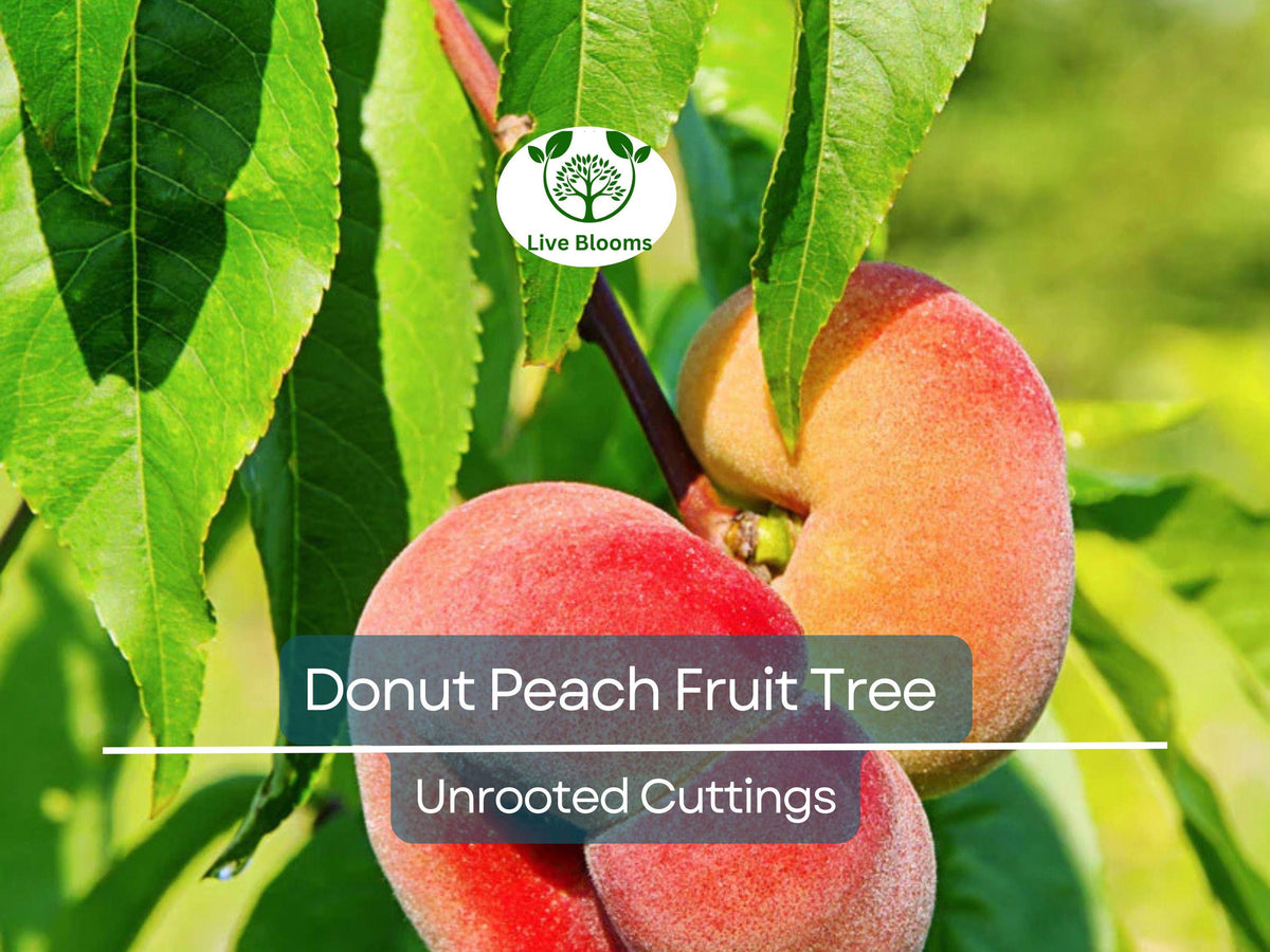 Donut Peach Scion Cuttings 6-10" Unrooted for Grafting, Prunus persica var. platycarpa - 6 Fresh Cuttings for Home Gardens