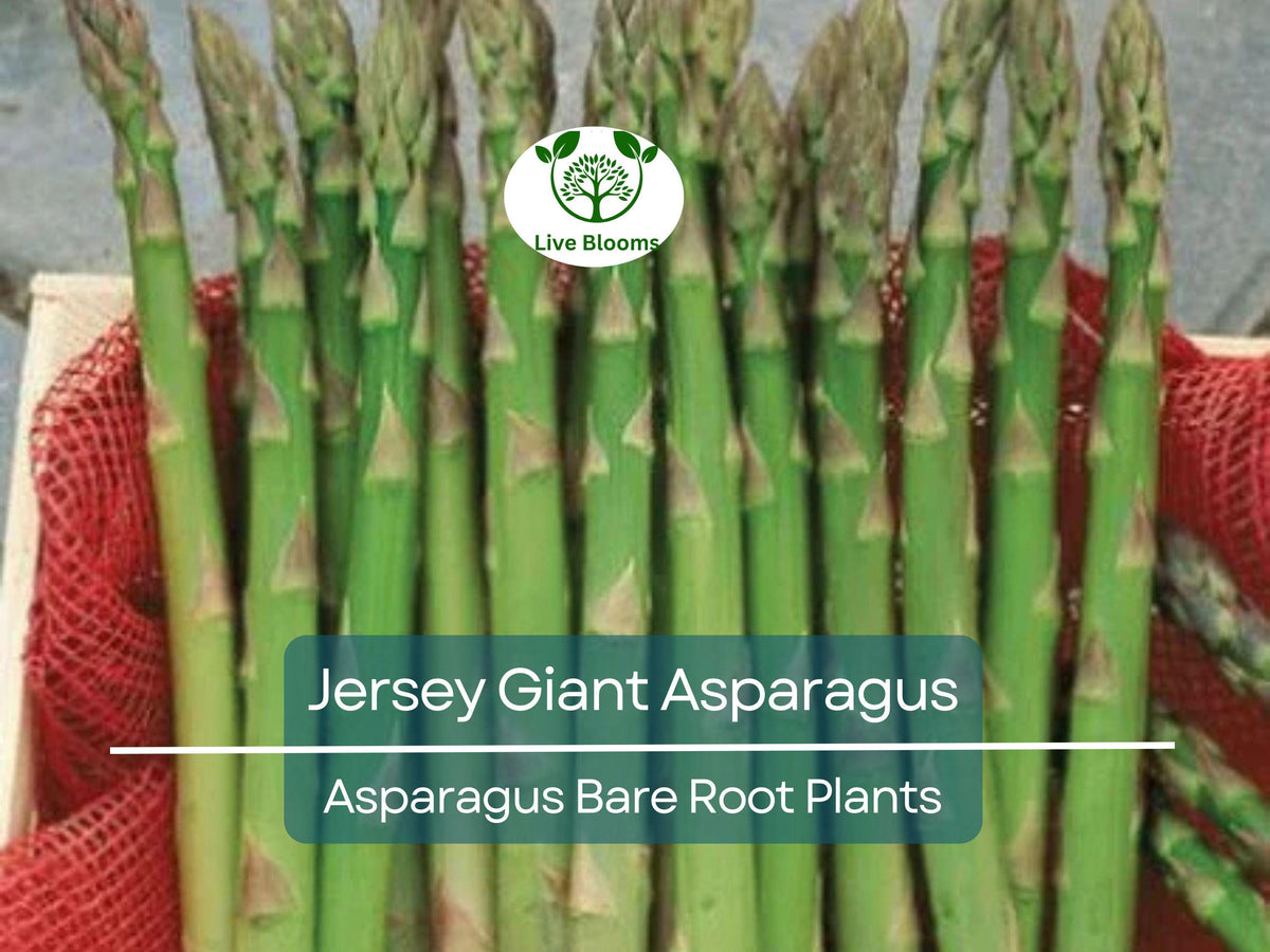 15 Jersey Giant Asparagus Crowns - 2 Year Bare Root - Cold Hardy, High Yielding Perennial Veg Plants - Asparagus officinalis
