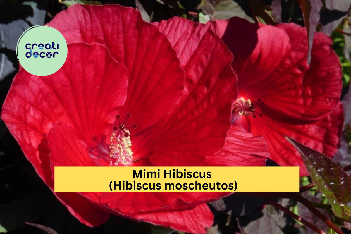 Mimi Hibiscus Starter Plant - 6-8” Pink Blooms - Hardy Perennial - Hibiscus moscheutos - Ideal for Summer Gardens & Pollinator Beds