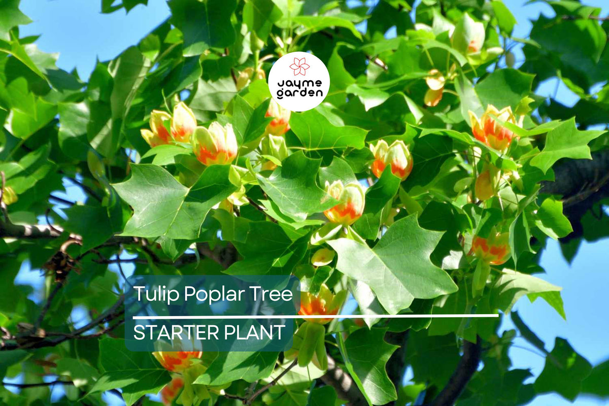 Tulip Poplar Tree Seedling | Live Liriodendron tulipifera | Majestic Shade Tree for Planting | Tallest Eastern Hardwood