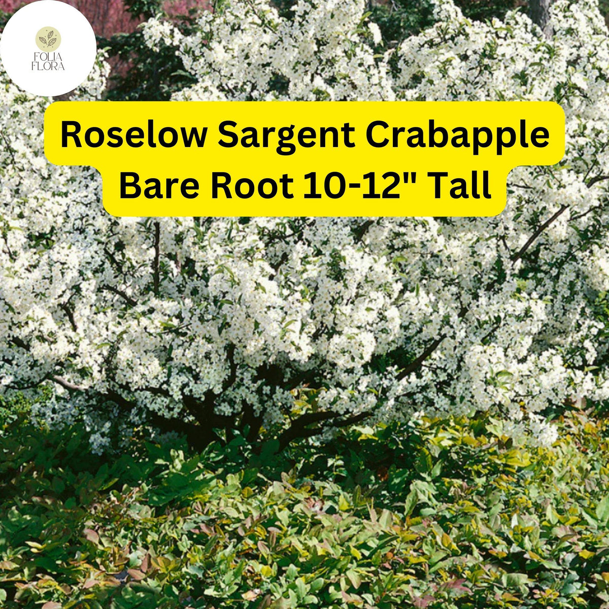 Roselow Sargent Crabapple Tree Live Bare Root Plant 10-12" Malus sargentii Ornamental Flowering Tree with White Flowers & Red Fruit