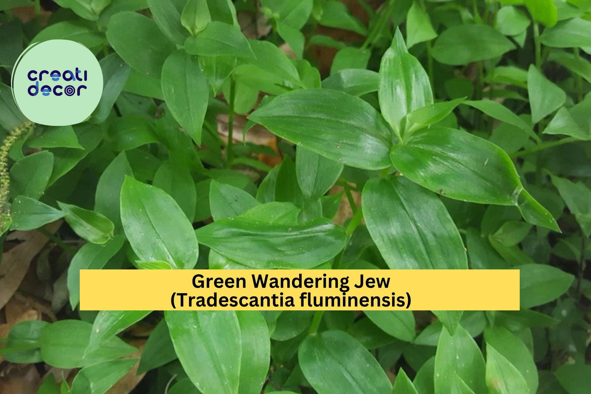 Live Green Wandering Jew Plant - Rooted Tradescantia fluminensis - Easy Trailing Vine for Hanging Pots, Indoor/Outdoor, Zones 9-11