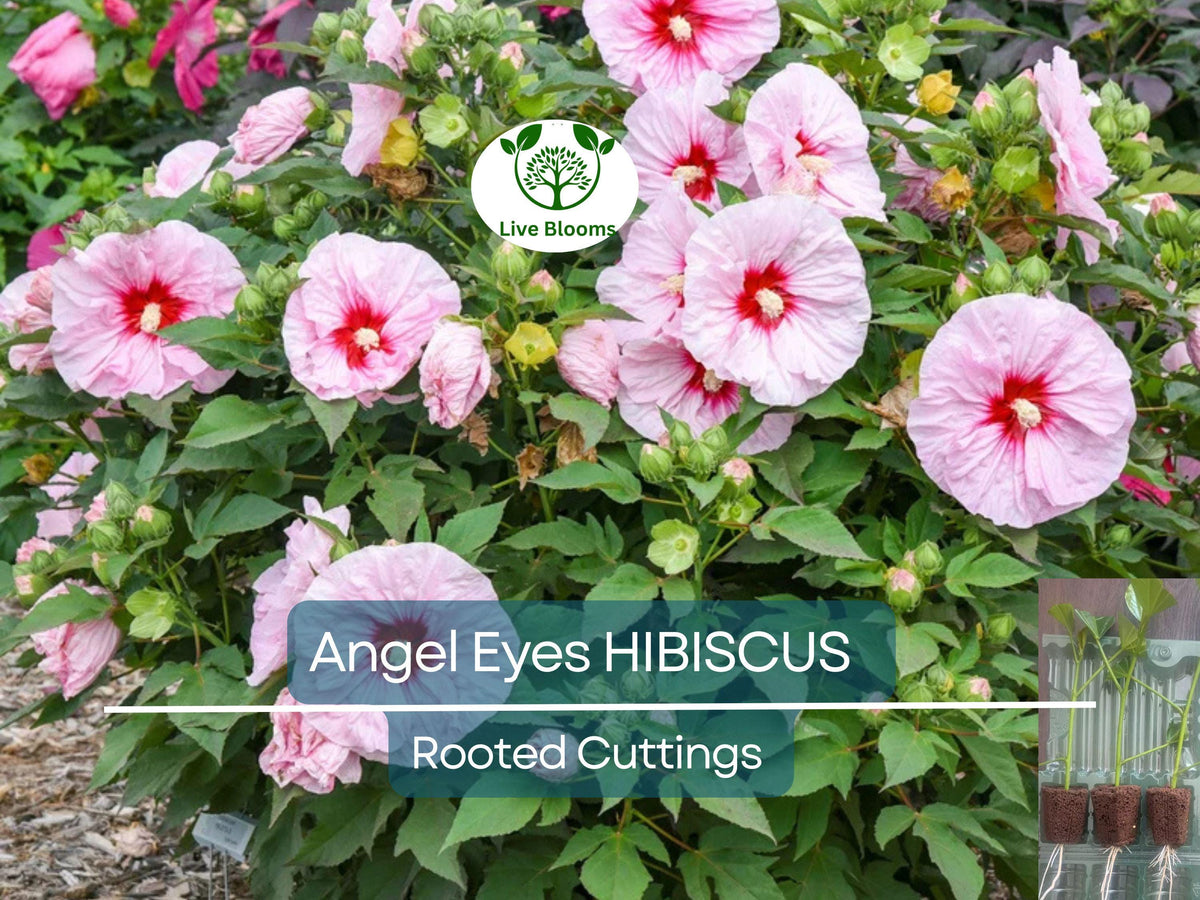 Live Hibiscus Angel Eyes Cutting - Hardy Flowering Plant for Propagation, Hibiscus rosa-sinensis, Vibrant Pink & White Blooms