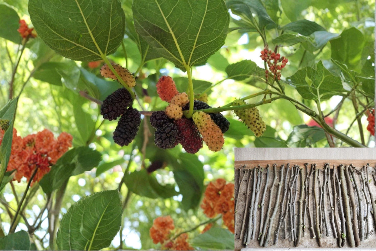 Mulberry Tree Cuttings 20 Unrooted Fresh (Morus spp.) Deciduous Fruit Tree for Propagation - Sweet Berry Production