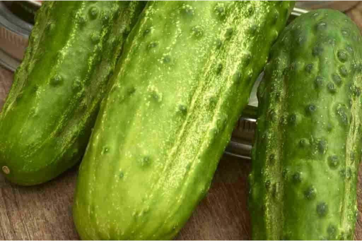 75 Boston Pickling Cucumber Seeds - Heirloom Non-GMO Cucumis sativus - Perfect for Pickling & Salads, USA Seller