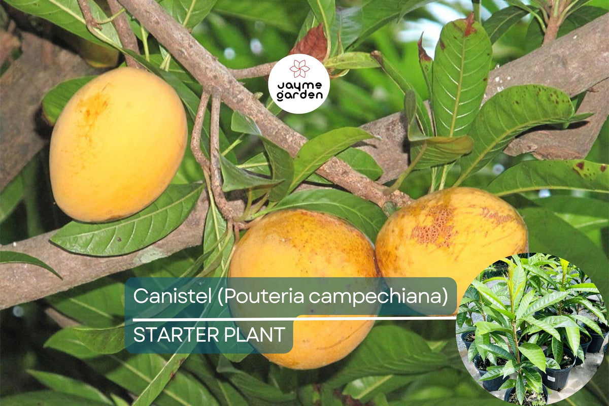 Canistel Tree 1-2 ft Tropical Fruit Tree | Pouteria campechiana | Sweet Custard Fruit | Easy Care For Tropical Gardens & Containers