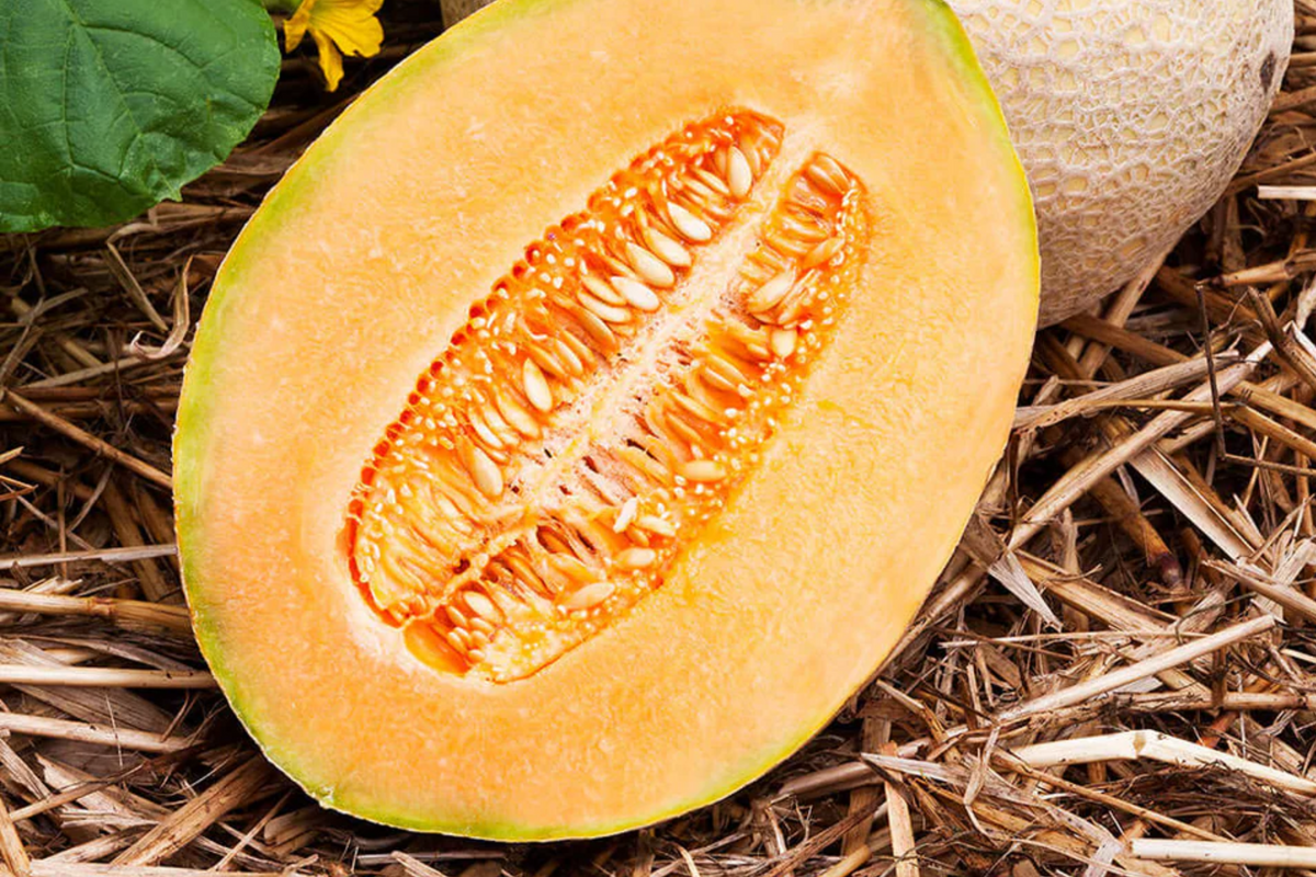 100 Hales Best Jumbo Cantaloupe Seeds - Non-GMO Heirloom Muskmelon - Cucumis melo - Sweet & Juicy Melons for Home Gardens