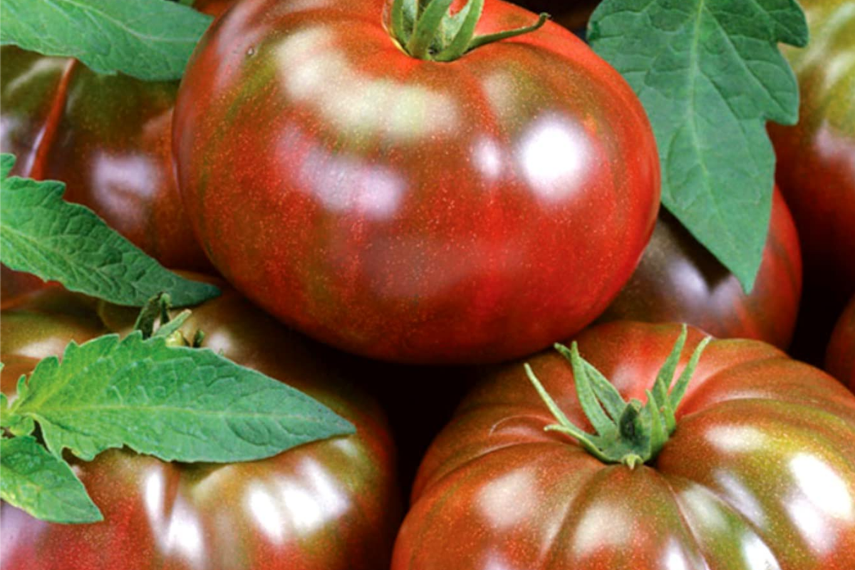 100 Black Krim Tomato Seeds - Non-GMO Heirloom, Bold Flavor, Indeterminate, Lycopersicon esculentum