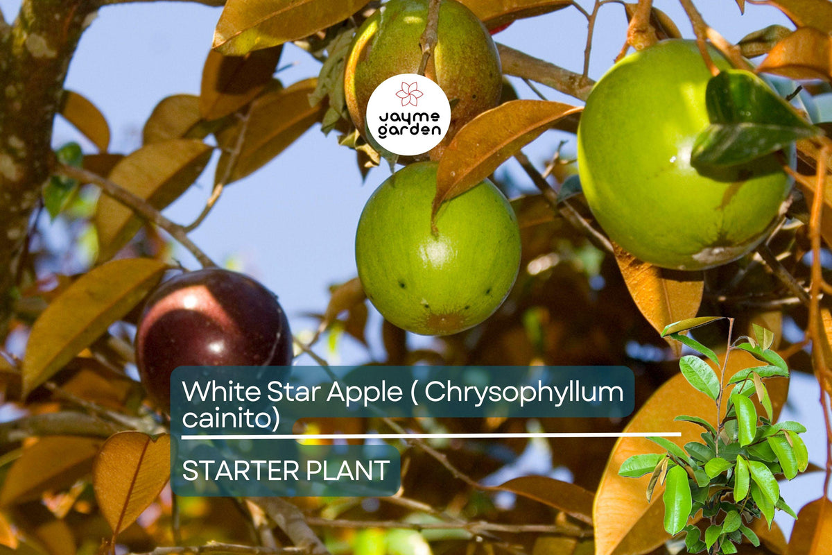 White Star Apple Tree Starter Plant 12"-24" | Chrysophyllum cainito | Sweet Tropical Fruit, Container Friendly, Easy Care