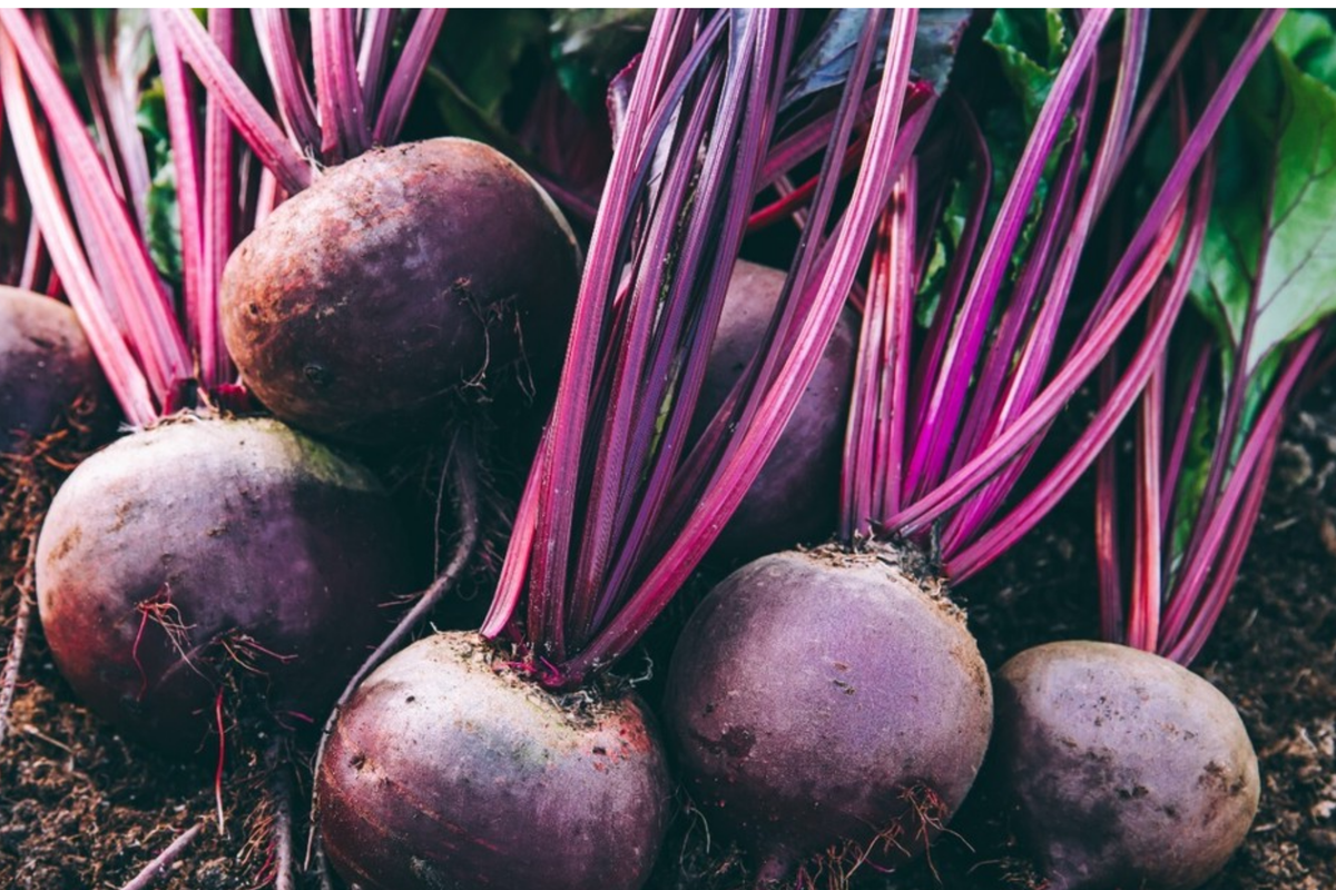 250 Detroit Dark Red Beet Seeds - Non-GMO Heirloom, Beta vulgaris "Detroit Dark Red" - Sweet Nutrient-Rich Roots & Greens