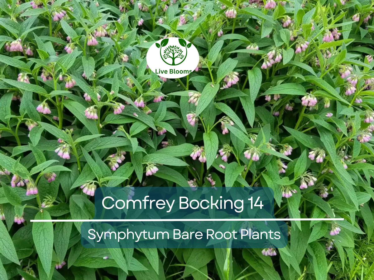 Comfrey Bocking 14 Plants - 5 Bare Root Crown Cuts - Symphytum Hybrid - Fast Growing Herb for Organic Gardens