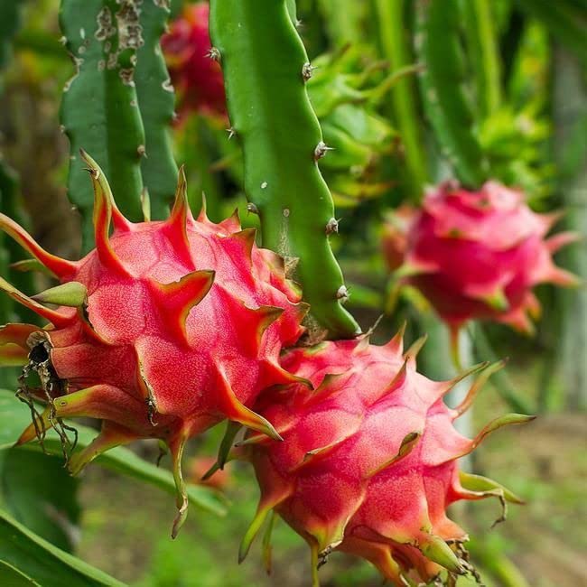 3 Unrooted Cuttings American Beauty Dragon Fruit | Hylocereus Guatemalensis | Sweet Magenta Flesh | Self-Pollinating