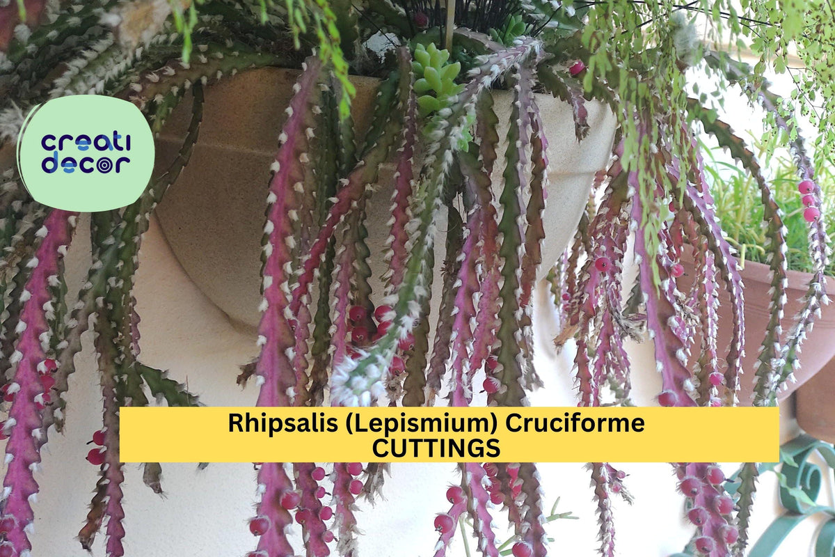 Unrooted Cuttings 3 Rhipsalis Cruciforme Super Red | Rare Lepismium Jungle Cactus | Exotic Houseplant Starter