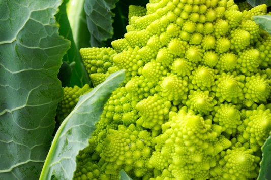 1,000 Romanesco Broccoli Seeds - Non-GMO Heirloom, Unique Fractal Vegetable, Brassica oleracea var. botrytis, USA Seller
