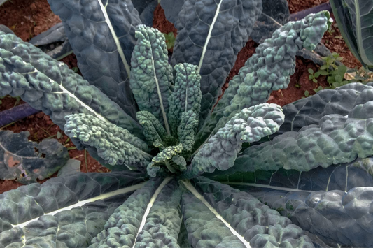 1,000 Lacinato Kale Seeds - Non-GMO Heirloom Dinosaur Kale - Cold Hardy Brassica oleracea var. palmifolia - Nutritious Greens