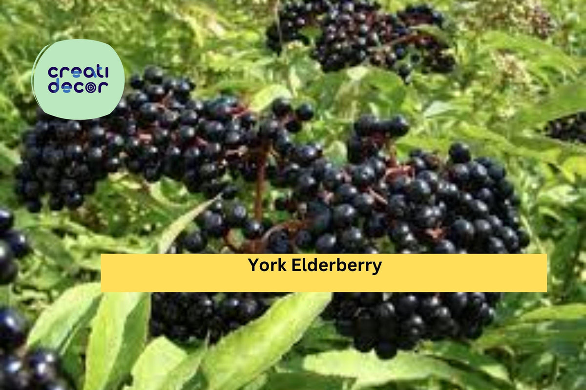 York Elderberry Live Plants - 4 Bare Root Shrubs, Self-Pollinating Sambucus canadensis ‘York’, Hardy Fruit for Edible Landscapes