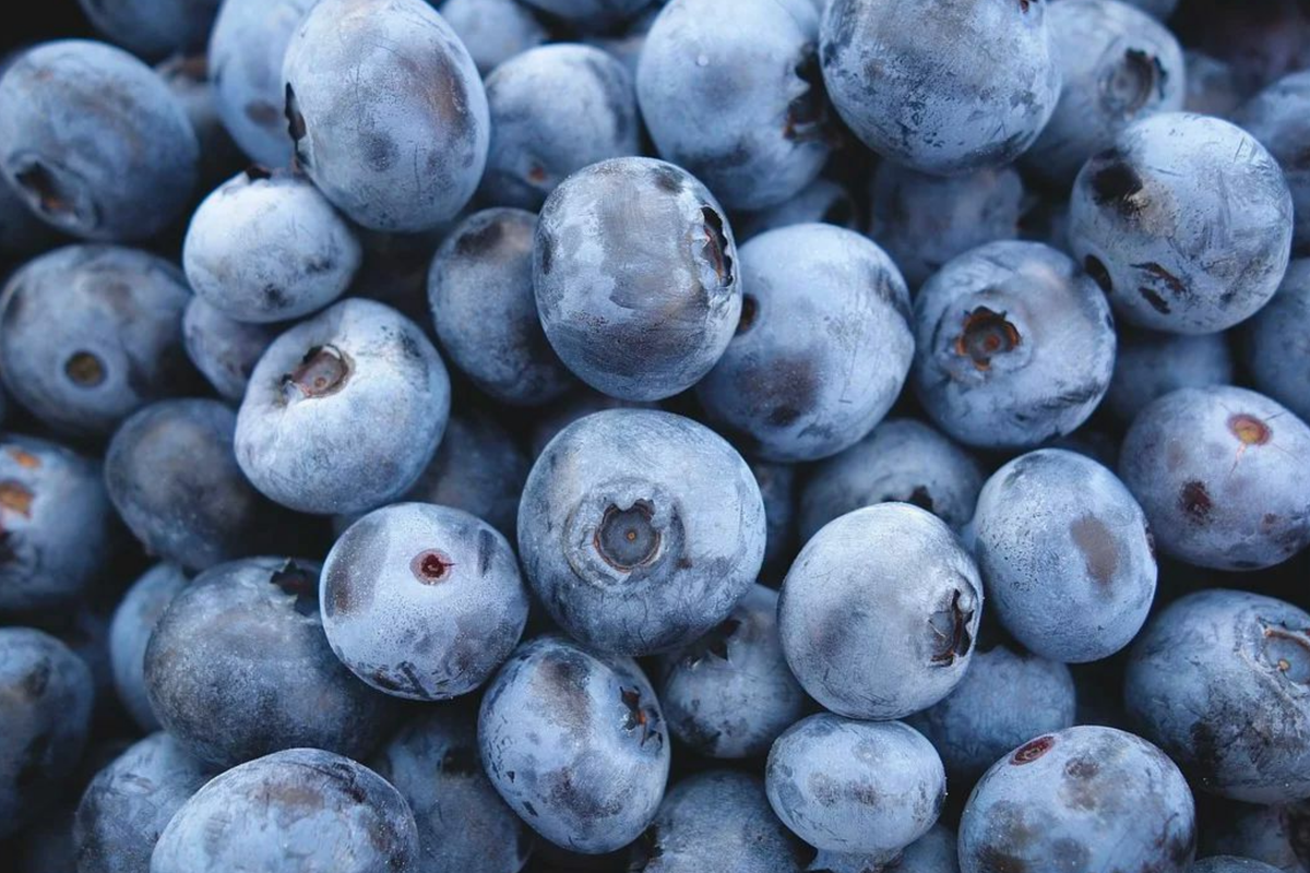 200 Highbush Blueberry Seeds - Disease-Resistant, Self-Fertile - Vaccinium corymbosum - Perfect for Home Gardens, Zones 3-9