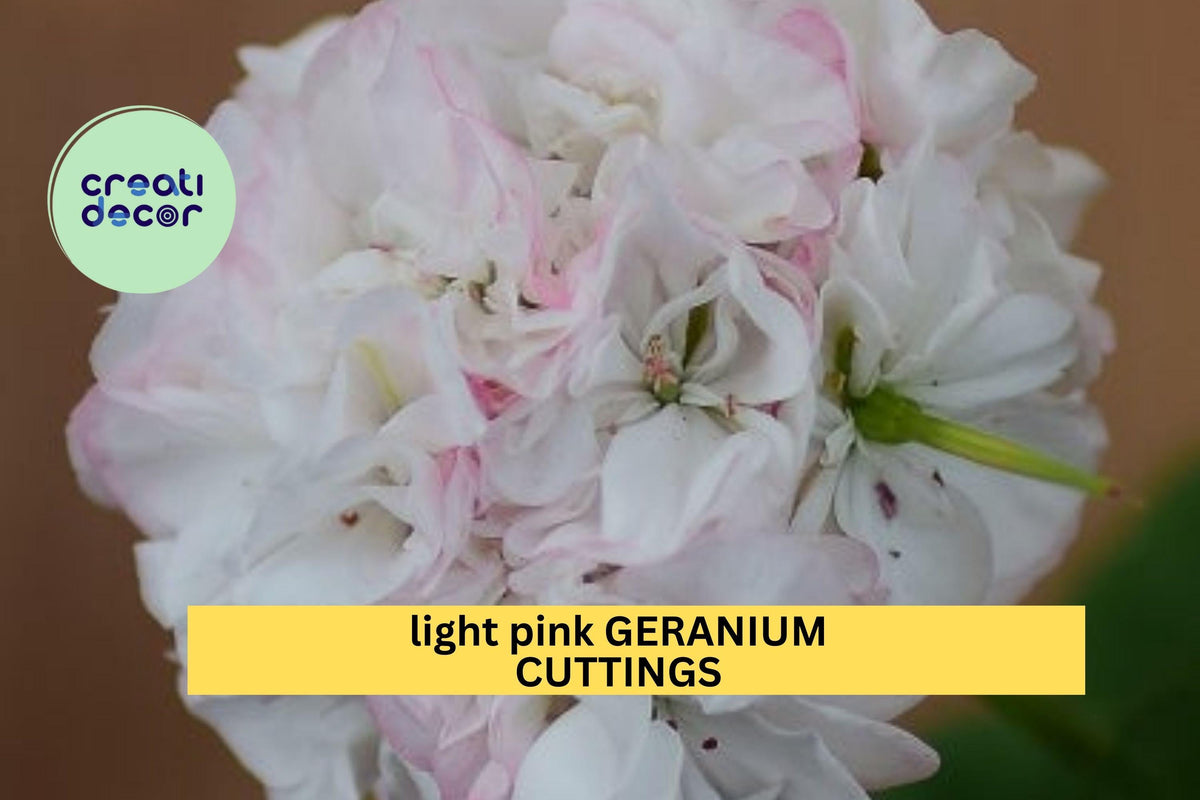3 White-Pink Geranium Cuttings | 6" Fresh Pelargonium Starter Stems | Easy-Propagation Flowering Plant