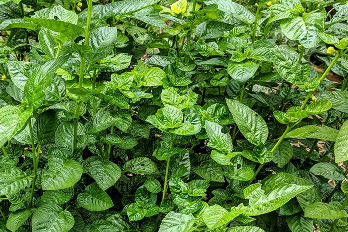 100 Molokhia Seeds | Egyptian Spinach | Heirloom Non-GMO | Corchorus olitorius | Nutrient-Rich Green Jute