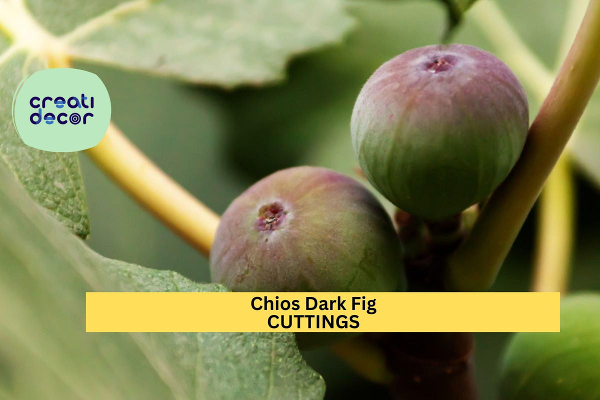 Chios Dark Fig Cutting | Unrooted Scion Wood | Cold-Hardy Sweet Variety | Ficus carica | Ideal for Home Orchard