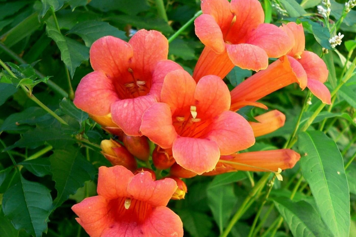 70 Hummingbird Trumpet Creeper Vine Seeds | Campsis Radicans | Fast-Growing | Attracts Pollinators | Orange-Red Flowers