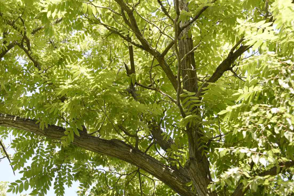 Butternut White Walnut Tree Seedlings - 2 Live Plants, Juglans cinerea, Fast-Growing Shade Tree, Hardy USDA Zones 3-7
