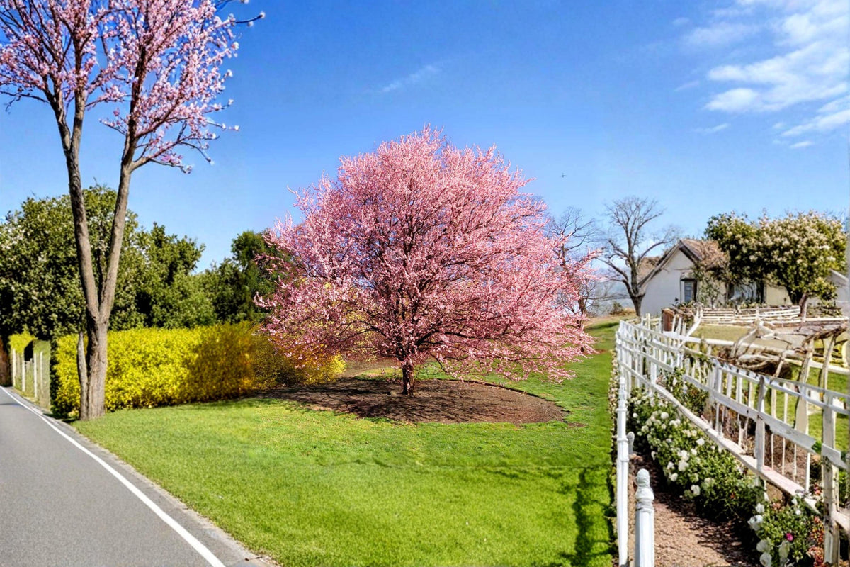 Kwanzan Japanese Cherry Tree 1-2 ft Tall Pink Blossoms Prunus serrulata ‘Kwanzan’ Ornamental Flowering Tree