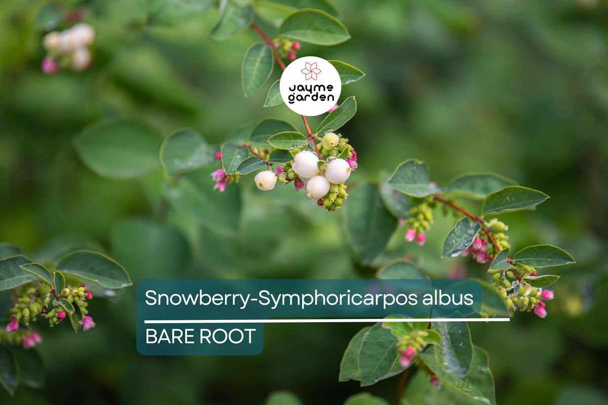 Snowberry Plant | 12-24" Bare Root | White Berries | Symphoricarpos Albus | Hardy Wildlife-Friendly Shrub for Zones 3-7