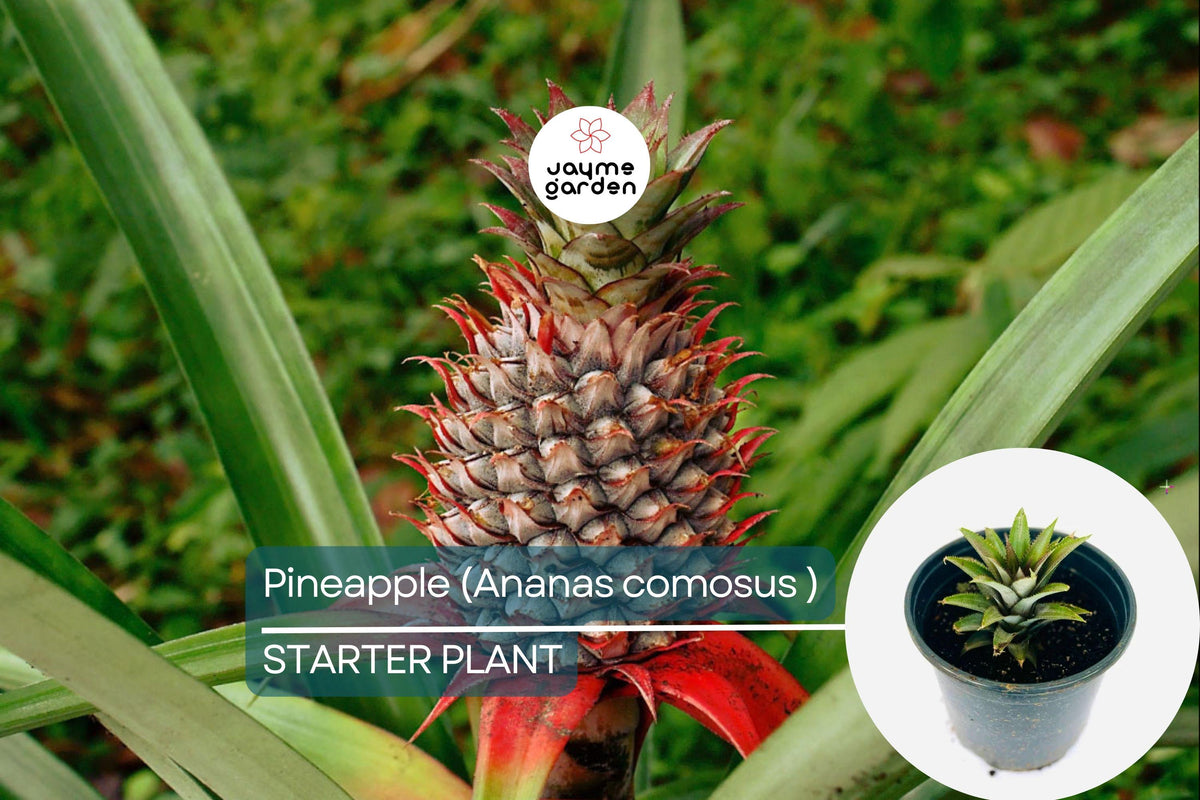 Pineapple Starter Plant 12”-24” | Edible Tropical Fruit (Ananas comosus) | Easy Care Homegrown Pineapples