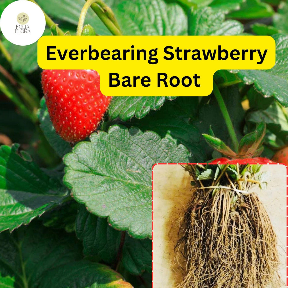 Everbearing Strawberry Bare Root Plants | Sweet Juicy Fruit | Fragaria x ananassa | Continuous Harvest for Home Garden