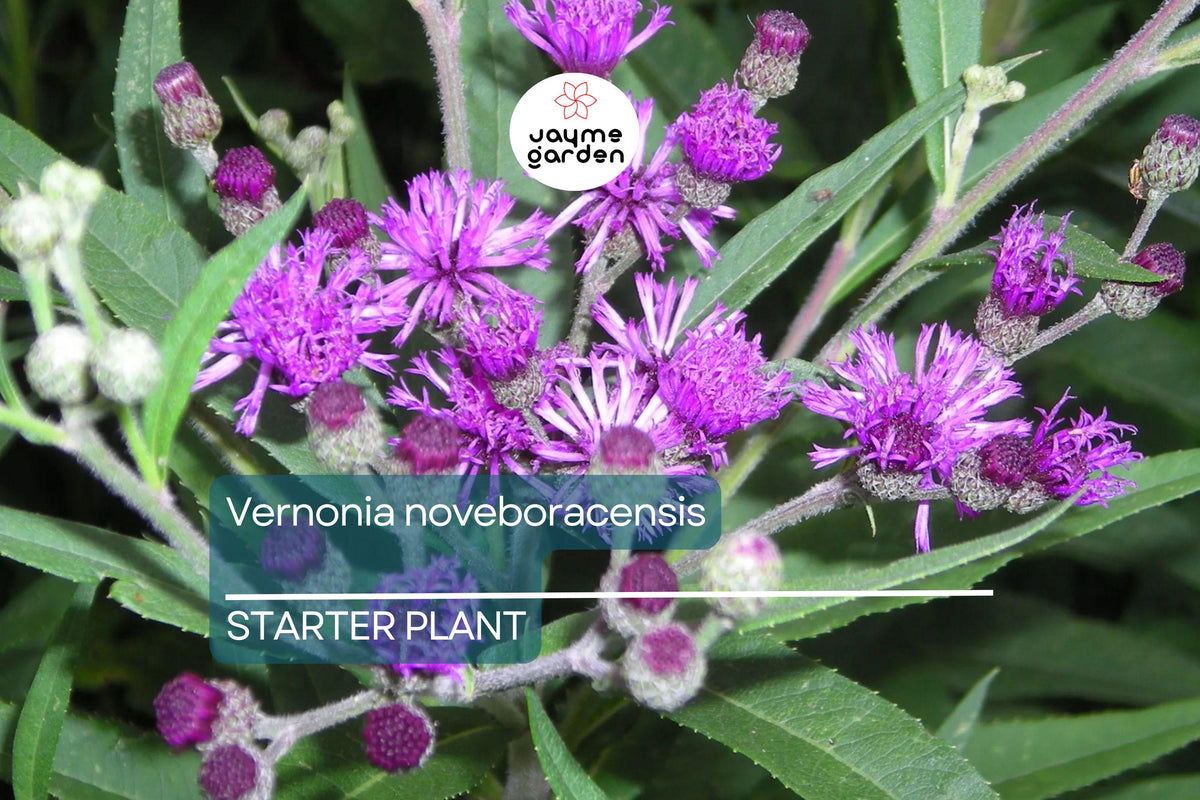 New York Ironweed Starter Plant Plug | Vernonia noveboracensis | Purple Flowering Perennial | Pollinator-Friendly Live Plant