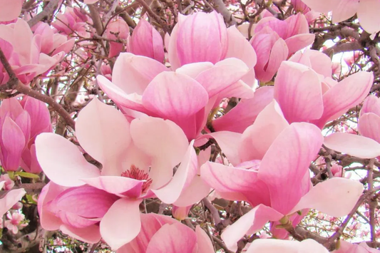 1 'Saucer' Magnolia Sapling | Dormant 6-12" Bare Root Flowering Tree | Pinkish-White Blooms | Magnolia x soulangiana