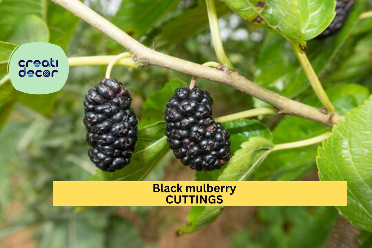 10 Organic Black Mulberry Cuttings | Unrooted Stems for Rooting | Morus Nigra | Sweet Fruit Tree Starter for Home Orchard