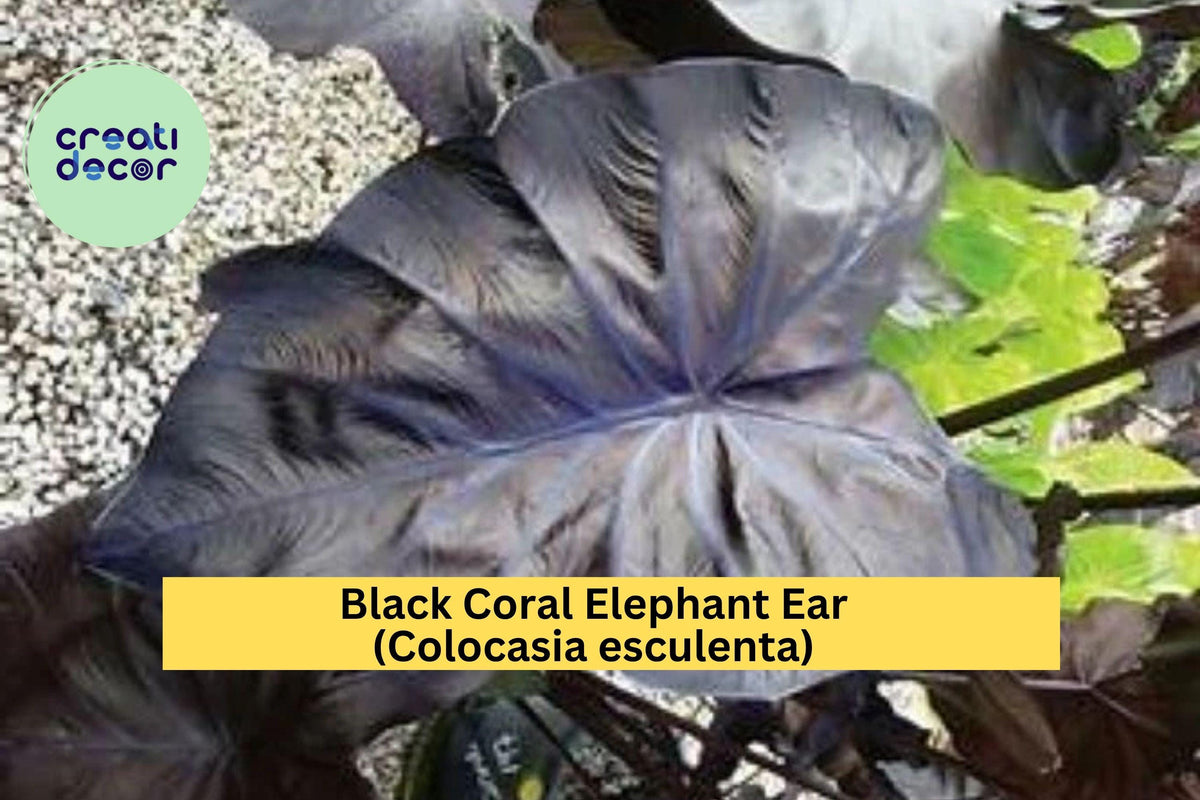 Black Coral Elephant Ear Plant - Small Rooted Starter - Colocasia esculenta 'Black Coral' - Tropical Perennial for Garden or Patio