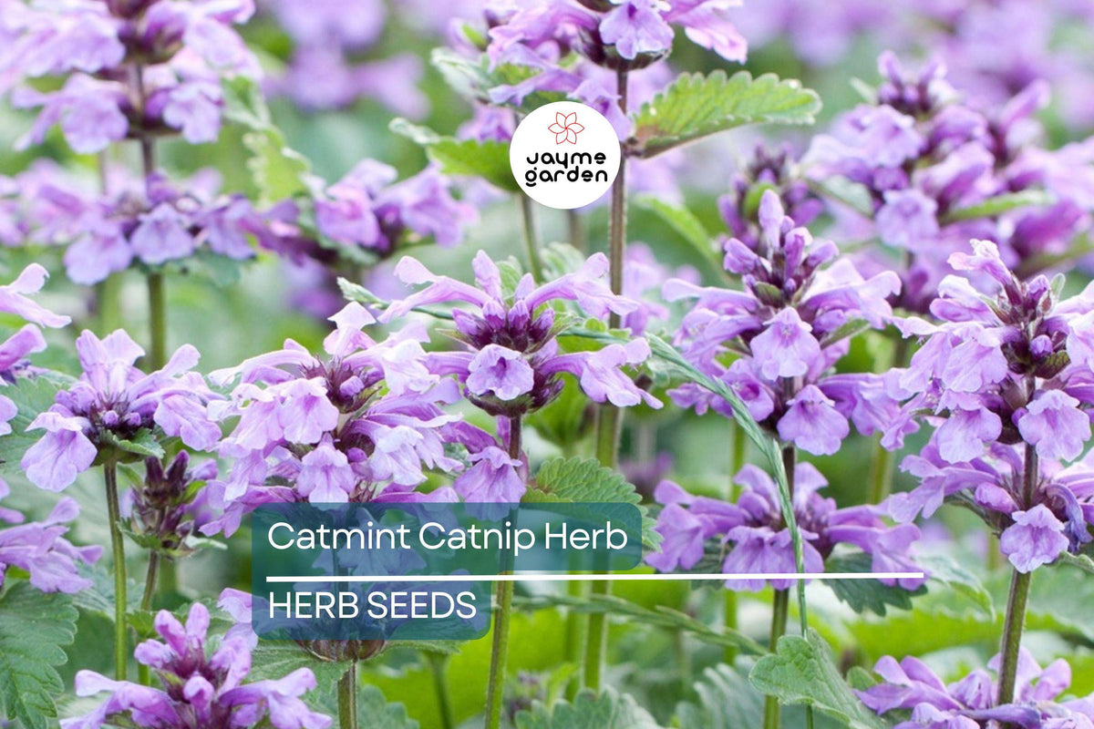 Catnip Seeds 1,000 Count - Nepeta cataria Perennial Herb, Non-GMO, Fragrant Catmint for Cats, Teas, and Pollinator Gardens