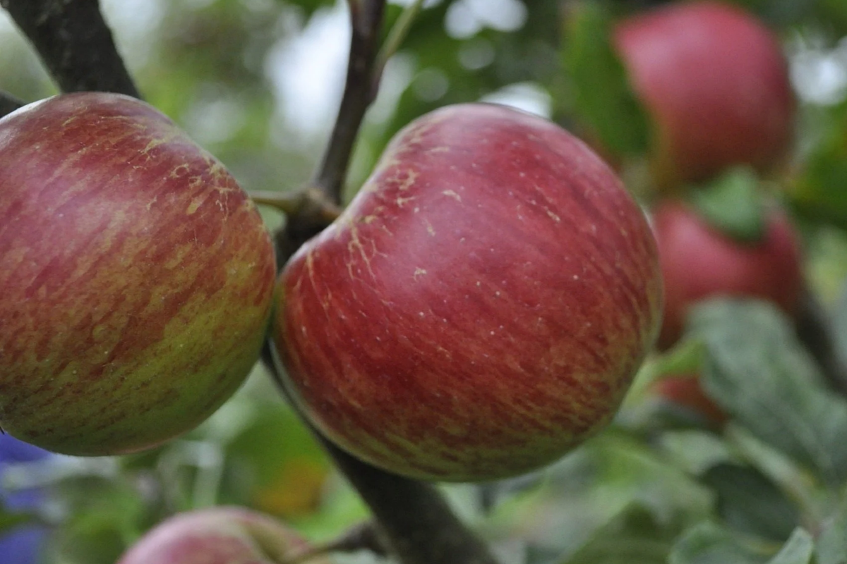 JonaGold Apple Tree 2-3ft | Live Bare Root Fruit Tree | Malus domestica ‘JonaGold’ | Sweet-Tart Apples | Cold Hardy Zones 4-8