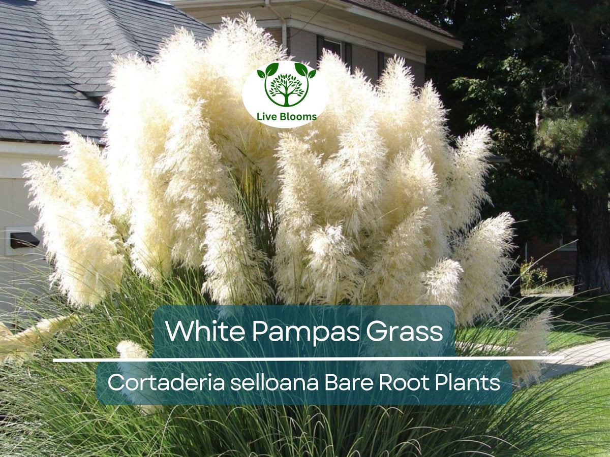 White Pampas Grass Bare Root Plant - Cortaderia Selloana - Ornamental Grass for Privacy & Dried Decor - Live Garden Ready