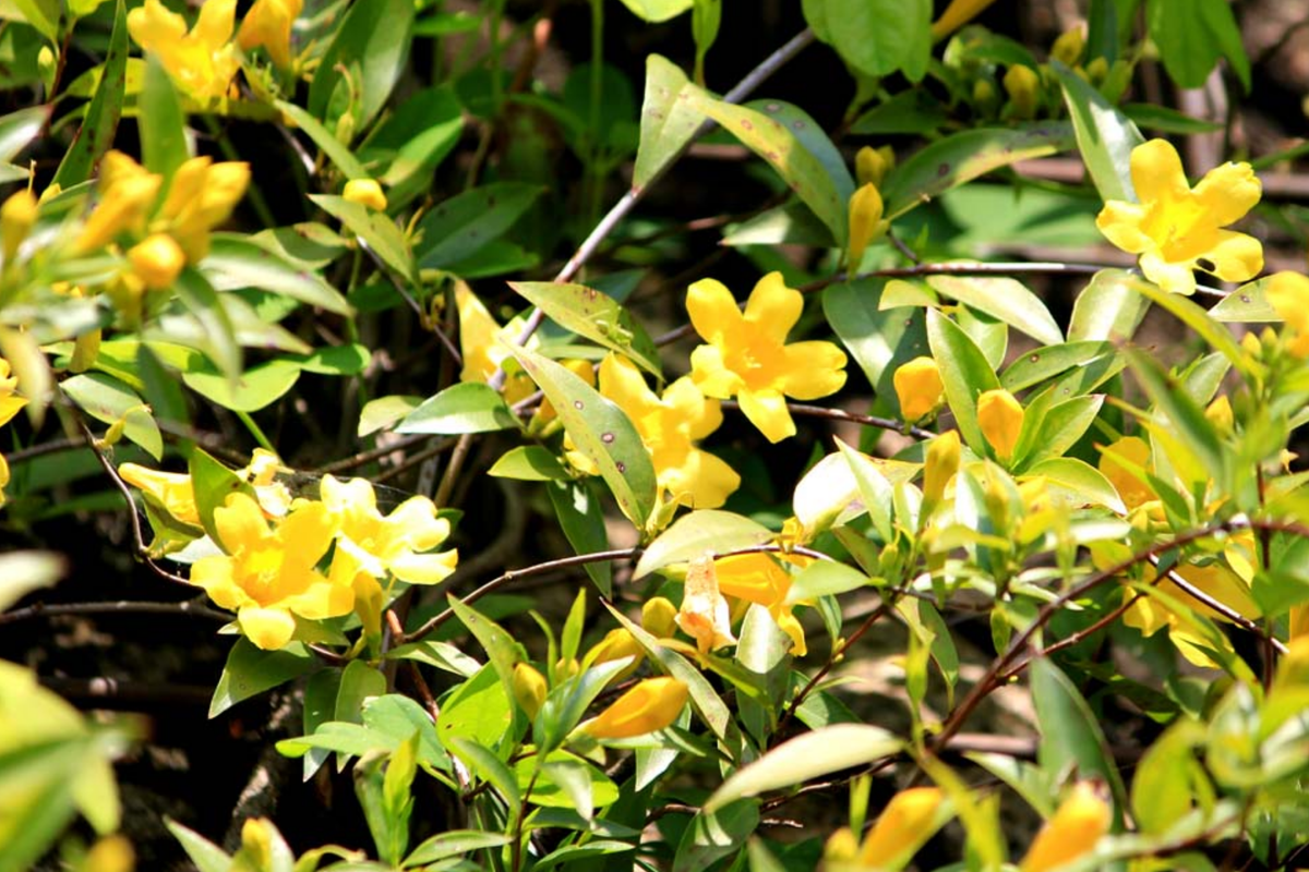 Yellow Carolina Jasmine Live Plants (6) - 8-10" Rooted Climbing Vines, Gelsemium sempervirens, Vibrant Yellow Flowers