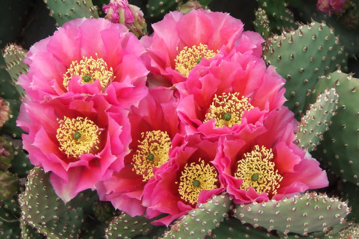 Rooted Cutting Opuntia Hybrid "Watermelon" Prickly Pear Cactus with Pink Blooms, Edible Fruit, Winter Hardy - USDA Zones 5-9
