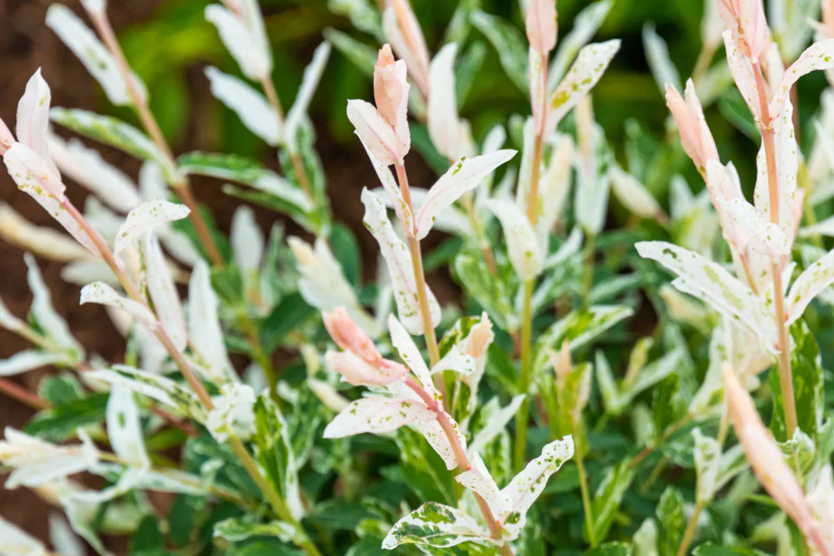 Dappled Willow Cutting - Variegated Foliage - Salix integra 'Hakuro Nishiki' - Easy Care Plant for Garden or Containers