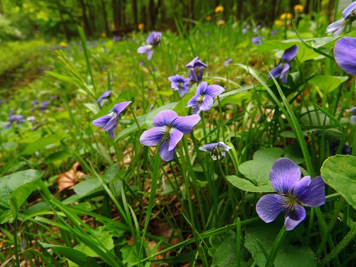 20 Wild Violet Live Plants - Hardy Ground Cover - Viola Sororia - Edible Purple Flowers for Lawn, Shade Garden, or Containers