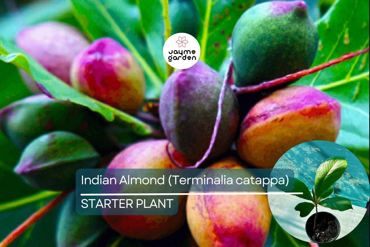 Live Indian Almond Tree 10" Tall | Terminalia catappa | Tropical Nut Tree for Shade & Coastal Landscaping | Edible Seeds
