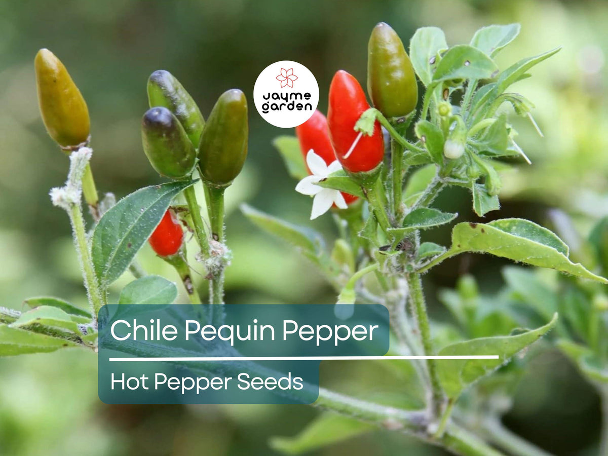 Hot Chile Pequin Pepper Seeds 250mg | Heirloom Variety | Spicy Flavor for Cooking | Capsicum annuum