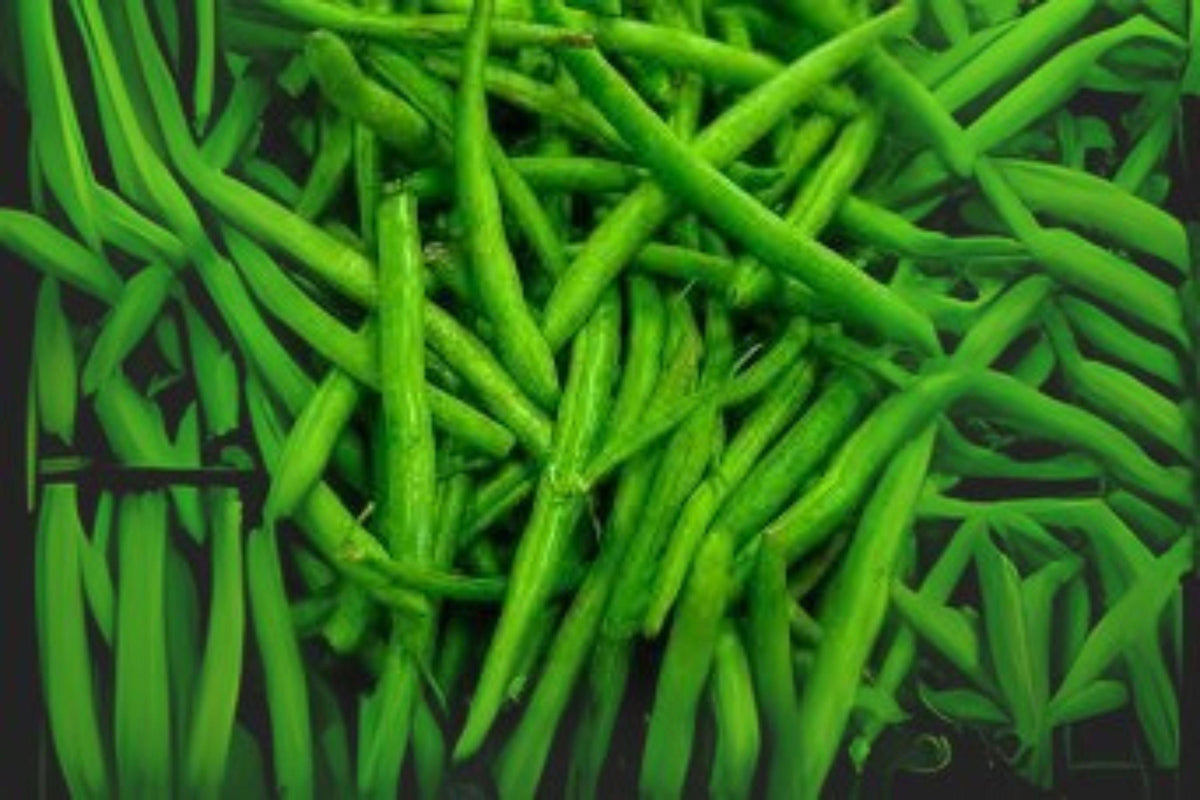 10 Provider Green Bush Bean Seeds - Early Heirloom Stringless Snap Beans - Phaseolus vulgaris - Reliable Garden Vegetable