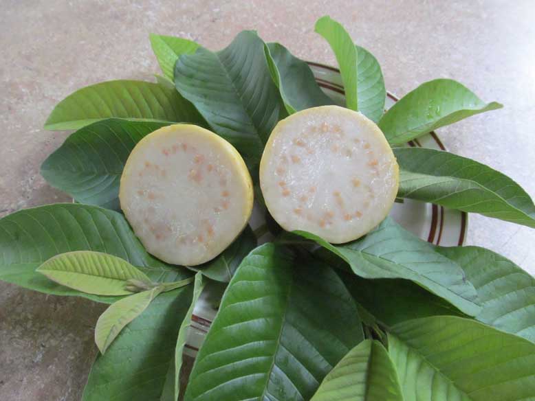Peruvian White Guava Tree - Bare Root Starter Plant - Psidium guajava - Sweet Tropical Fruit - Self-Fertile Variety