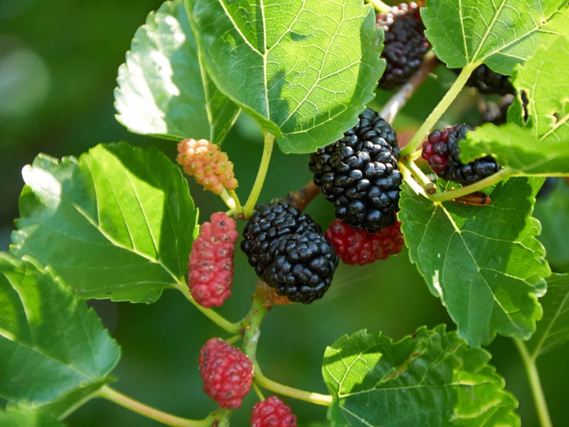 2 Dwarf Everbearing Mulberry Trees - Morus nigra Bare Root Plants for Patio, Garden, or Home Orchard - Sweet Black Fruit