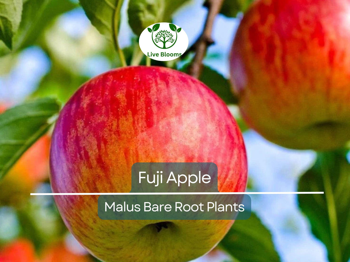 Fuji Apple Tree - Live Bare Root Fruit Tree (12-15") - Malus domestica 'Fuji' - Cold Hardy, Sweet Crisp Apples for Home Orchards